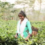जशपुर का चाय बागान