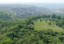 एसईसीएल: छत्तीसगढ़ में हरियाली लाने अगले 5 साल में लगाए जाएंगे 26 लाख पौधे, 131 करोड़ होंगे खर्च