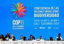 UN COP16 nature talks gridlocked as conservation funding trickles in