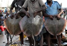 Kasimedu harbour sees high footfall after 61-day fishing ban