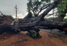 Heavy wind uproots banyan tree in Narthamalai