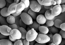 Yeast shows physics can give rise to multicellular life sans mutations