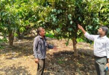 Why farmers in Telangana’s Jagtial did not pluck mangoes in the last cycle?