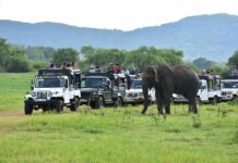 “The Gathering of Giants” 2025 Returns to Cinnamon Habarana Complex – Experience Asia’s Largest Wild Elephant Spectacle